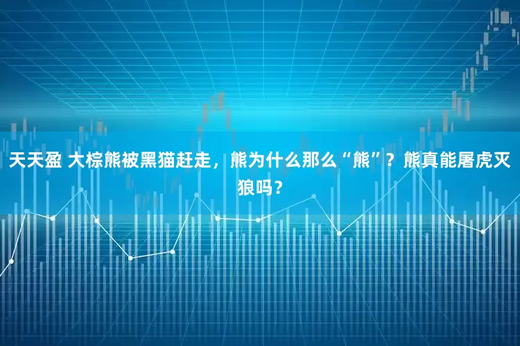 天天盈 大棕熊被黑猫赶走，熊为什么那么“熊”？熊真能屠虎灭狼吗？